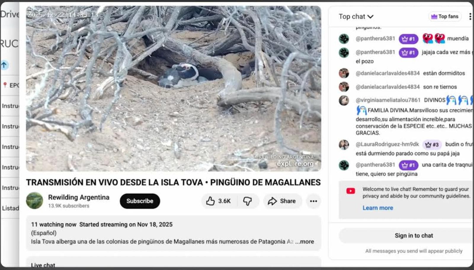 Pingüinos: un canal colaborativo registra la vida diaria en Isla Tova