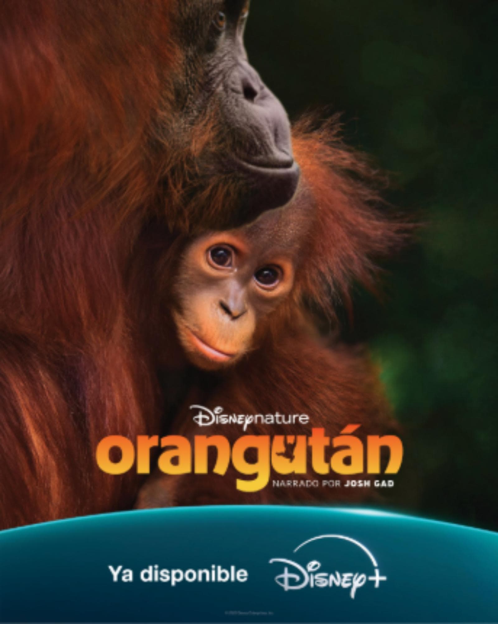 Disney+ estrena “Orangután”, nueva película de Disneynature por el Día de la Tierra