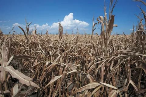 Por la sequía se perderán más de US$ 21 mil millones