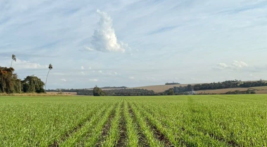 Syngenta lanza Reverte, su programa de regeneración de suelos, en Paraguay