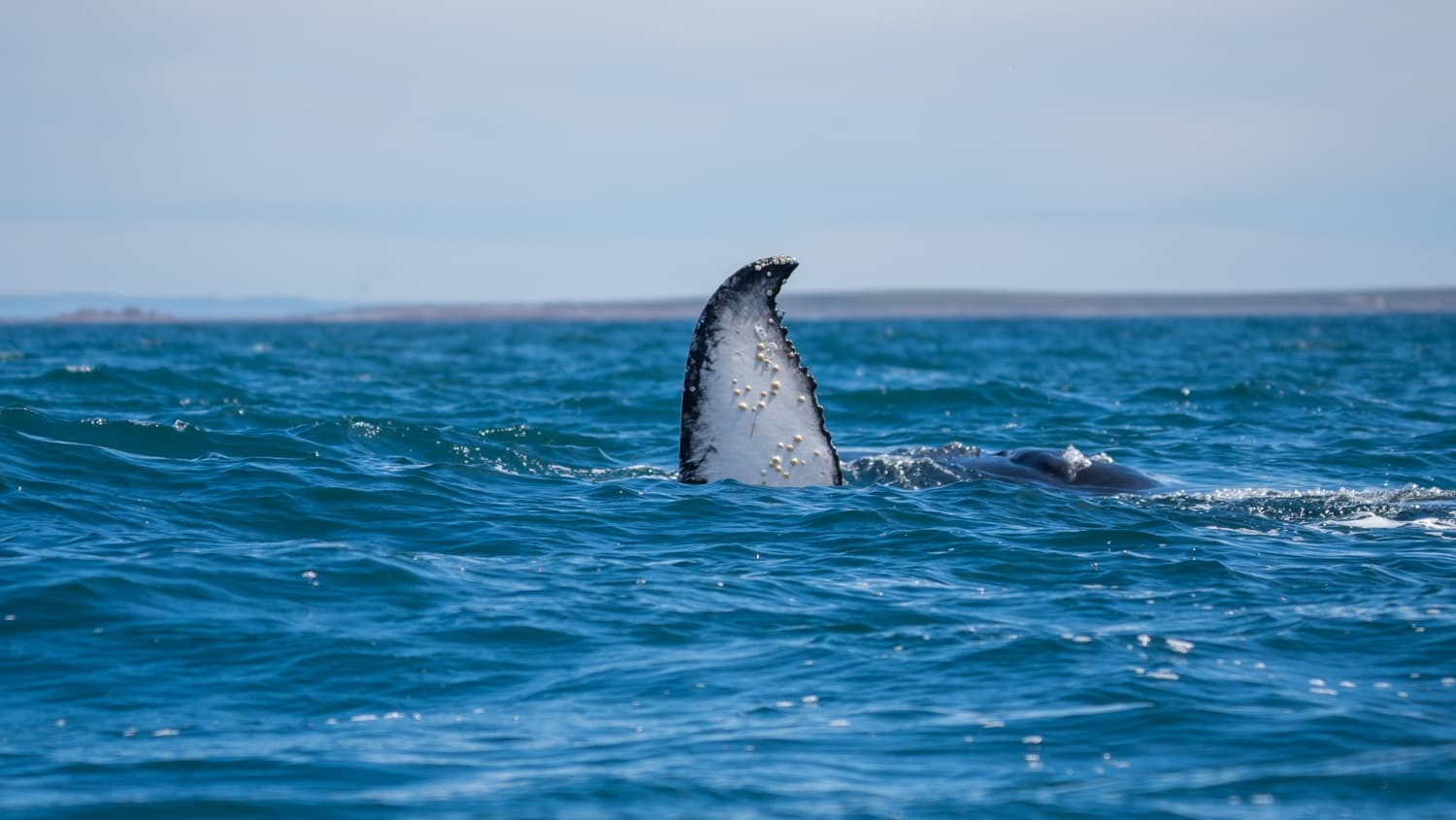 Primera celebración de la ballena jorobada en Camarones integró ciencia, arte y avistaje espontáneo