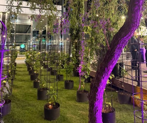 Hotel InterContinental Buenos Aires y Bodega Gamboa abren un viñedo urbano