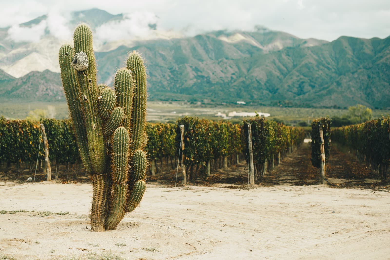 Bodega El Esteco propone enoturismo de altura en los Valles Calchaquíes