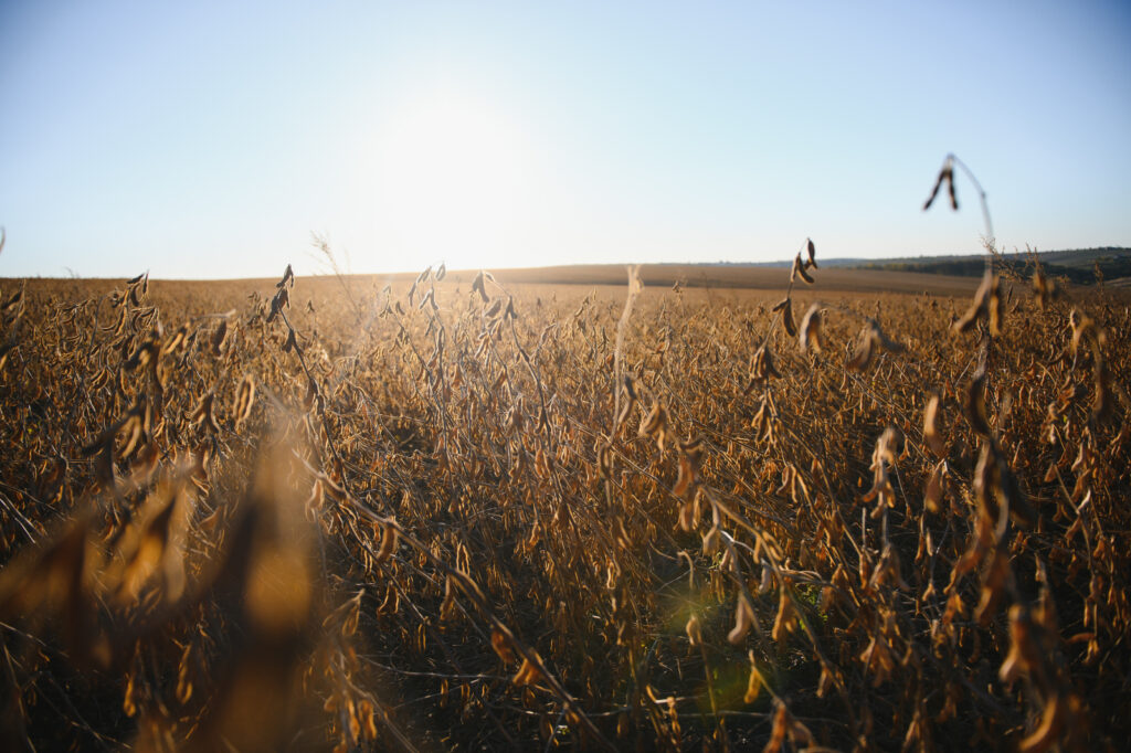 Córdoba activa un seguro multirriesgo agrícola piloto que cubre hasta 500.000 hectáreas